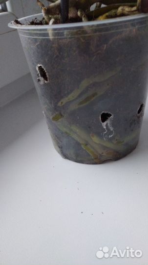 Орхидея фаленопсис Сапорита