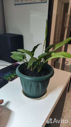 Комнатный цветок Дримиопсис пятнистый