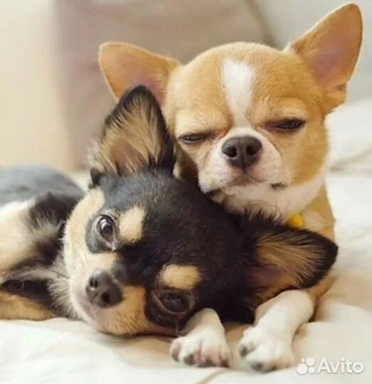 С Р О Ч Н О Чихуахуа на выбор, мини мальчики