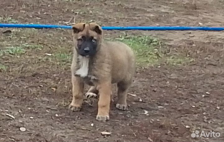 Собака в добрые руки щенок