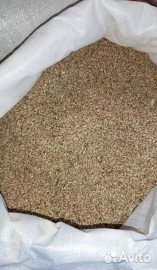 Зерно пшеница