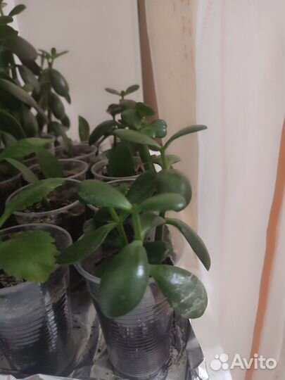 Комнатные цветы