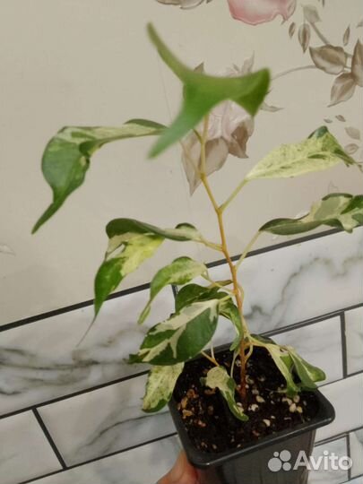 Комнатные растения