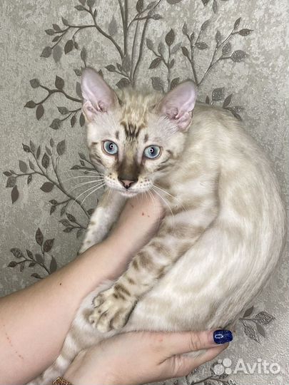Бенгальские котята