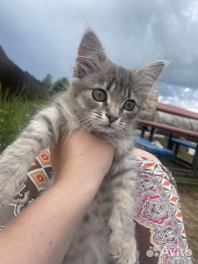 Котенок в добрые руки