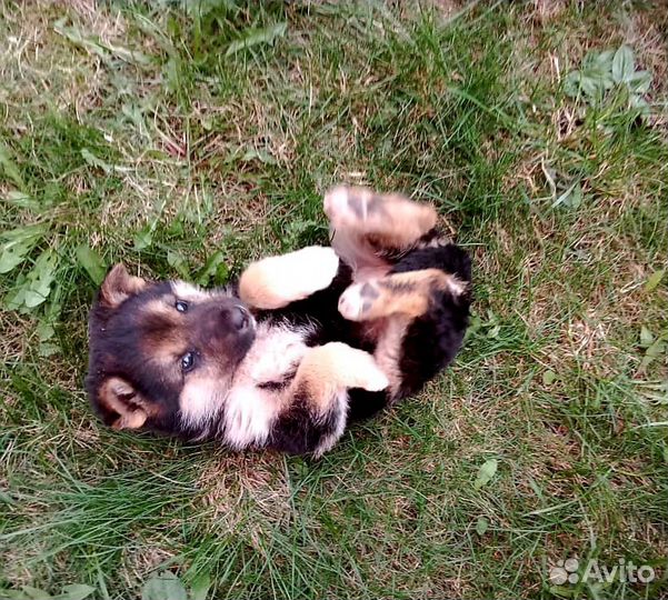Щенок в добрые руки бесплатно