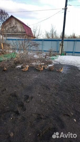 Подсадные утки и селезни