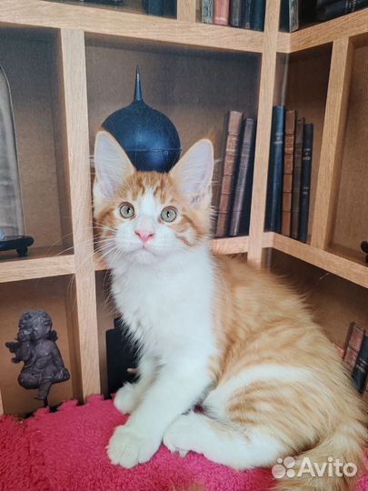 Котята Мейн Кун
