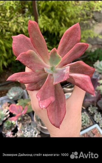 Корейские суккуленты