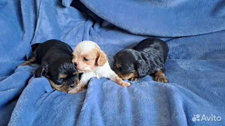 Кавалер кинг чарльз спаниель девочки