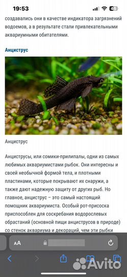 Аквариумные рыбки