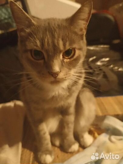 Кошка в надежные руки