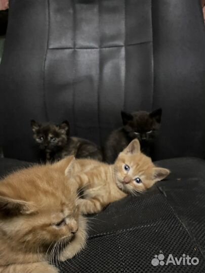 Котята 1,5 месяца