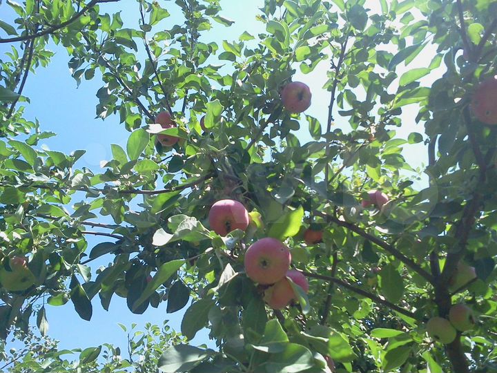 Дача 10 м² на участке 6 сот.