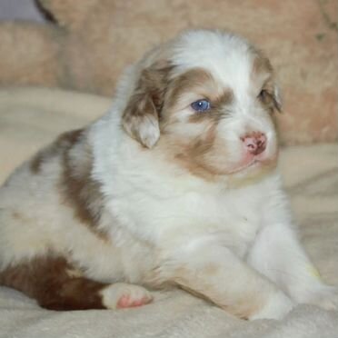 Австралийская овчарка, щенок