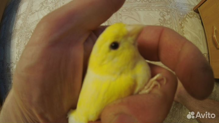 Кенара и канарейки