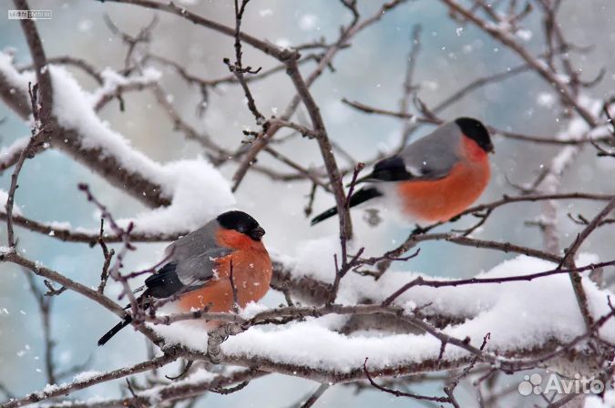 Картина снегири Зимний пейзаж с птицами на рябине