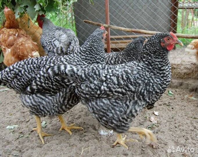 Чешский доминант молодки