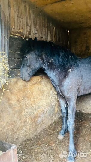 Жеребенок полтора годовалый