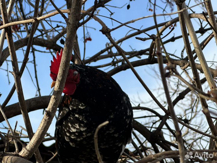 Декоративный петух