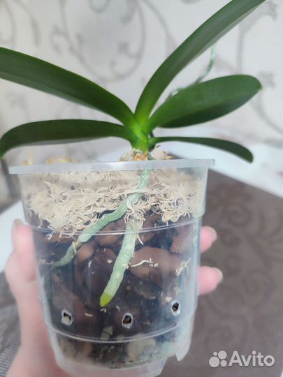 Орхидея пелорик