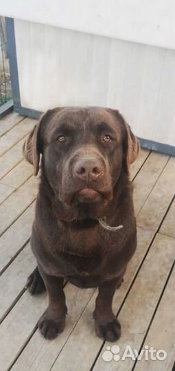 Кобель лабрадора вязка