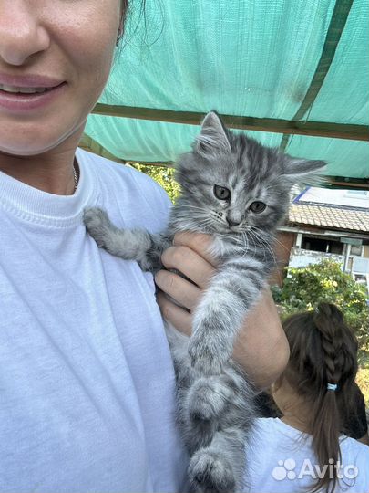 Котята бобтейл