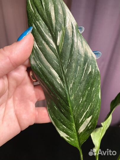 Спатифиллум