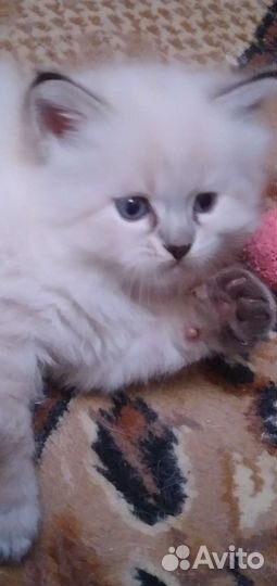 Невские маскарадные котята