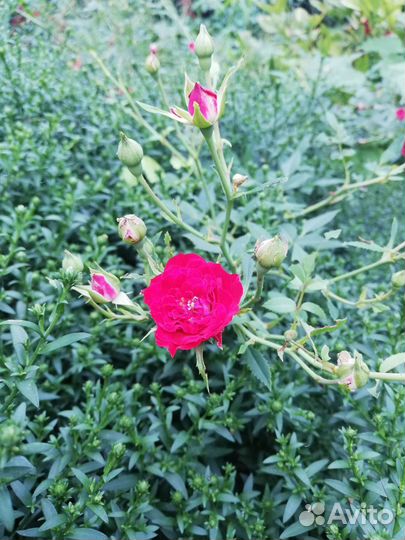 Черенки розы супер эксцельза, рэд каскад