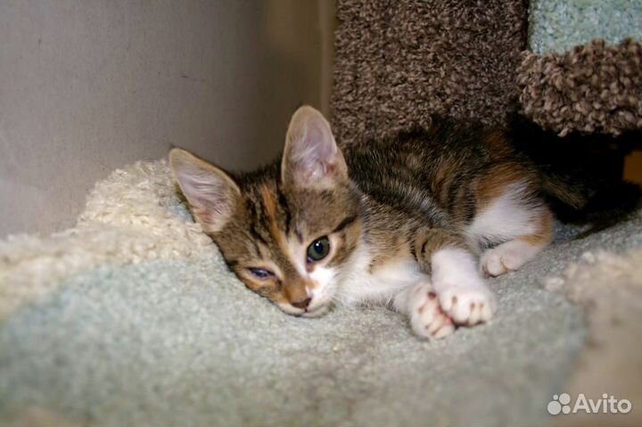 Котята из приюта в дар