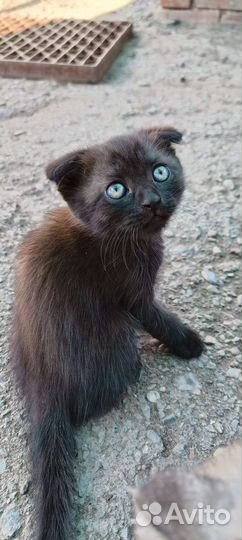 Шотландские вислоухие котята бесплатно