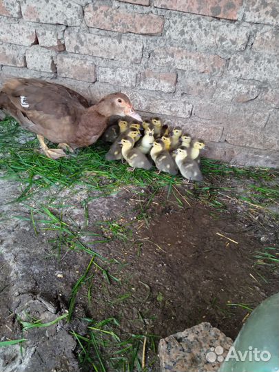 Мускусные утята