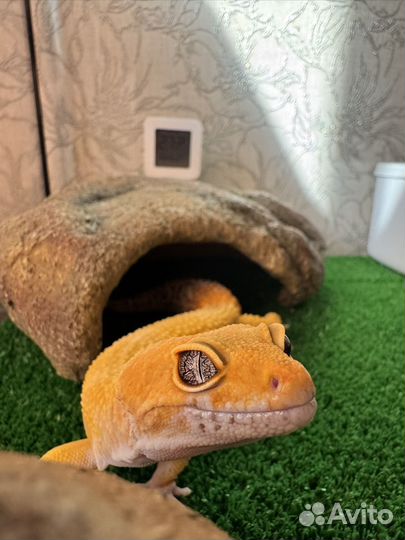 Террариум с эублефаром