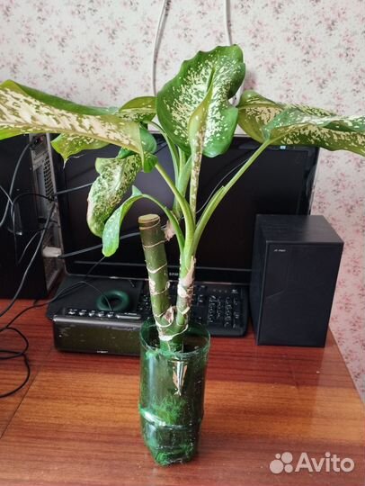 Диффенбахия