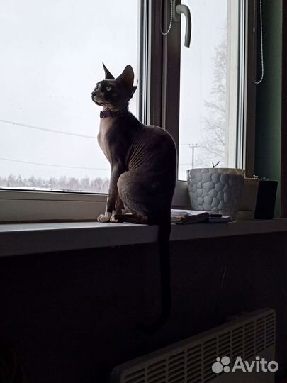 Канадский сфинкс вязка