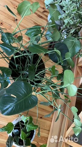 Монстера прекрасная