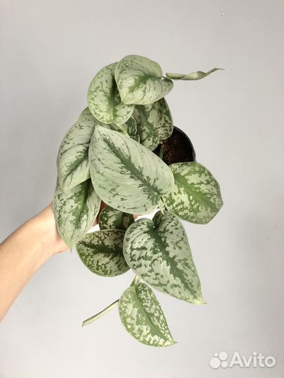 Сциндапсус пиктус Треби