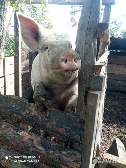 Услуги хряка