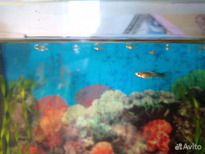 Мальки гуппи