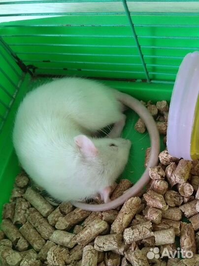 Крыса, мальчик