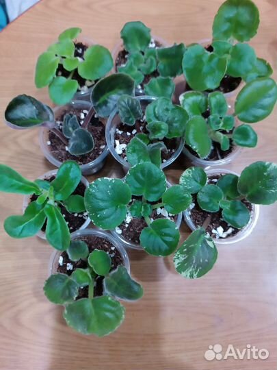 Фиалки детки