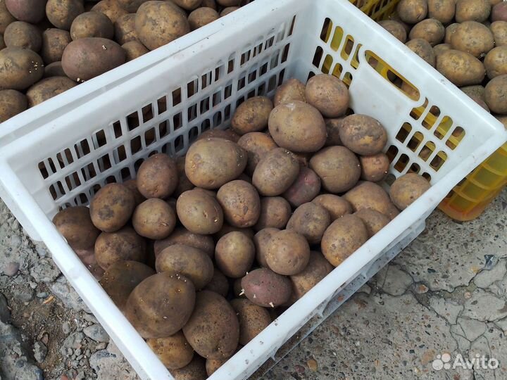 Семенной картофель