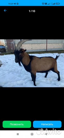 Козел альпийский