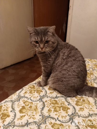 Британская