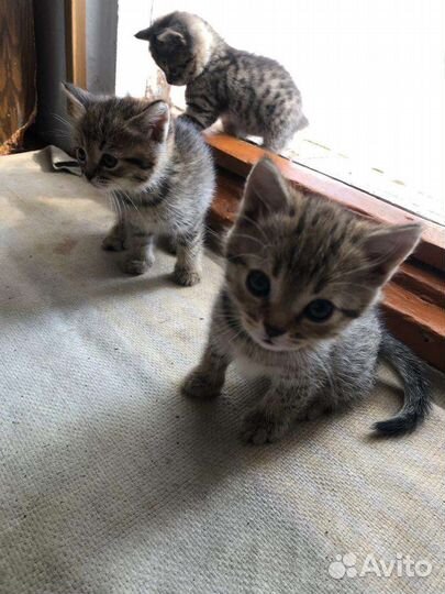 Кошка в дар