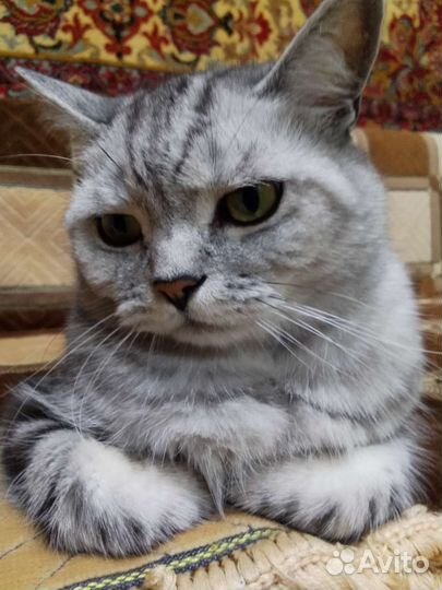 Передержка кошек