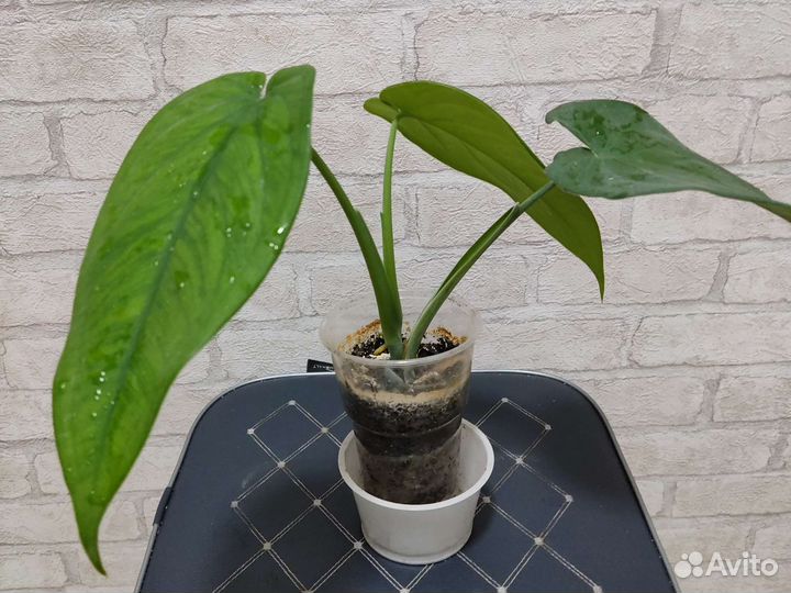 Сингониумы