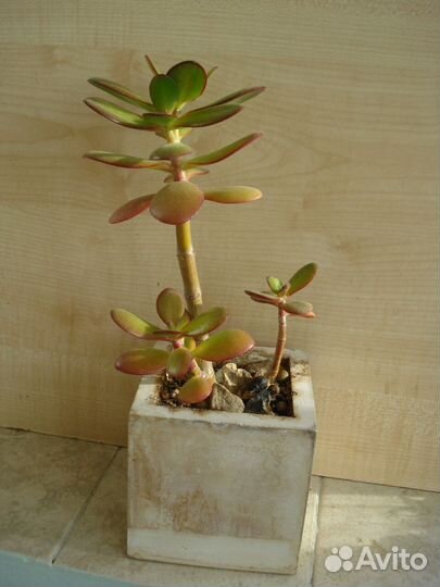 Денежное дерево.Толстянка.Крассула