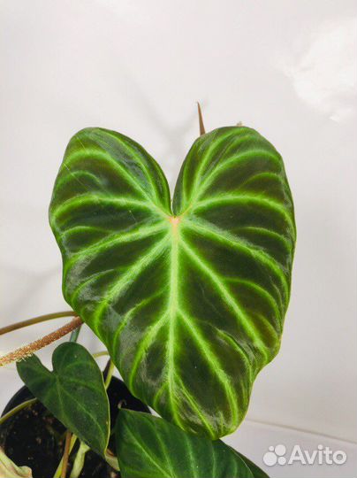 Филодендроны